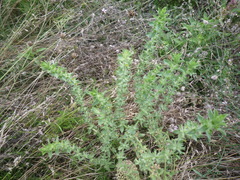 Sideritis montana montana