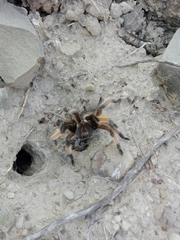 Aphonopelma moderatum