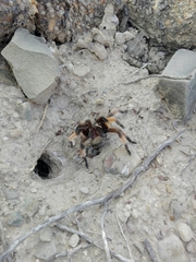 Aphonopelma moderatum