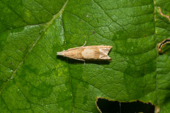 Eucosma conterminana