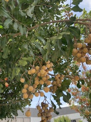 Cupaniopsis anacardioides