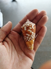 Conus amadis
