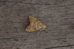 Chilochromopsis sceletogramma