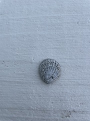 Chione elevata