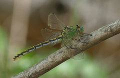 Ophiogomphus arizonicus