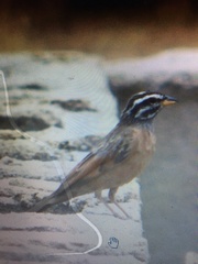 Emberiza goslingi
