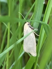 Zelotherses paleana