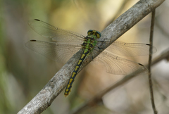 Ophiogomphus arizonicus