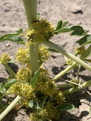 Oxystylis lutea
