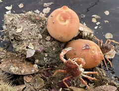 Halocynthia pyriformis