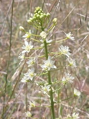 Toxicoscordion fontanum