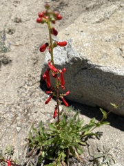 Penstemon eatonii