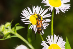 Stenurella septempunctata