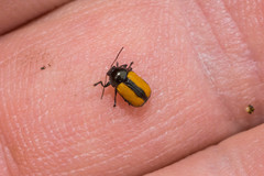 Cryptocephalus marginatus