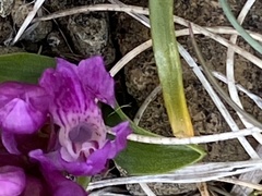 Dactylorhiza purpurella