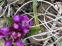 Dactylorhiza purpurella