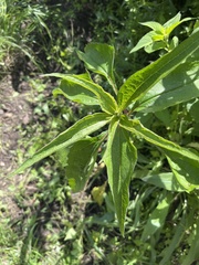 Echinacea purpurea