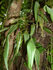 Pleurothallis rowleei