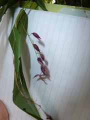 Pleurothallis rowleei