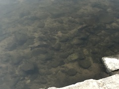 Salmo trutta