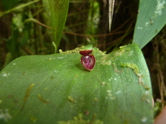 Pleurothallis navisepala