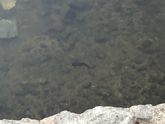 Salmo trutta