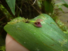 Pleurothallis navisepala