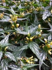 Lamium galeobdolon flavidum