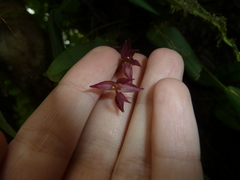 Pleurothallis rowleei