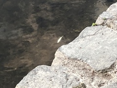 Salmo trutta