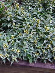 Lamium galeobdolon flavidum