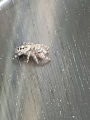 Phidippus putnami