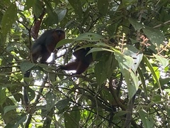 Plecturocebus discolor