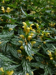 Lamium galeobdolon flavidum