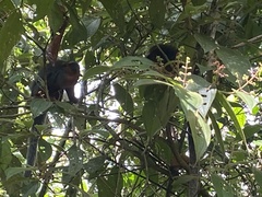 Plecturocebus discolor