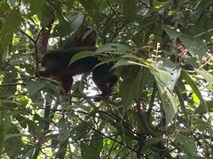 Plecturocebus discolor