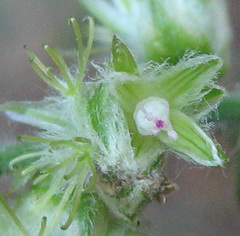 Alternanthera