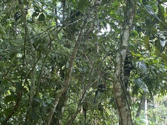 Plecturocebus discolor