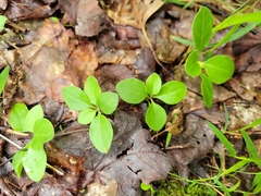 Polygaloides paucifolia