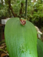 Pleurothallis navisepala