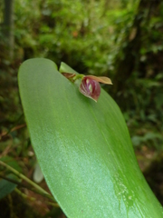 Pleurothallis navisepala
