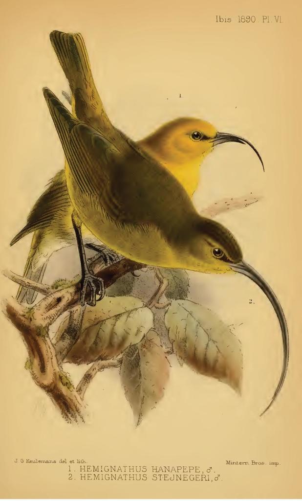 Kauai Akialoa (Akialoa stejnegeri) photo
