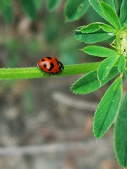 Hippodamia caseyi