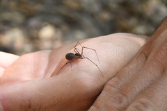 Scytodes atlacoya