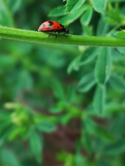 Hippodamia caseyi