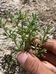 Nitrophila occidentalis