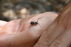 Scytodes atlacoya