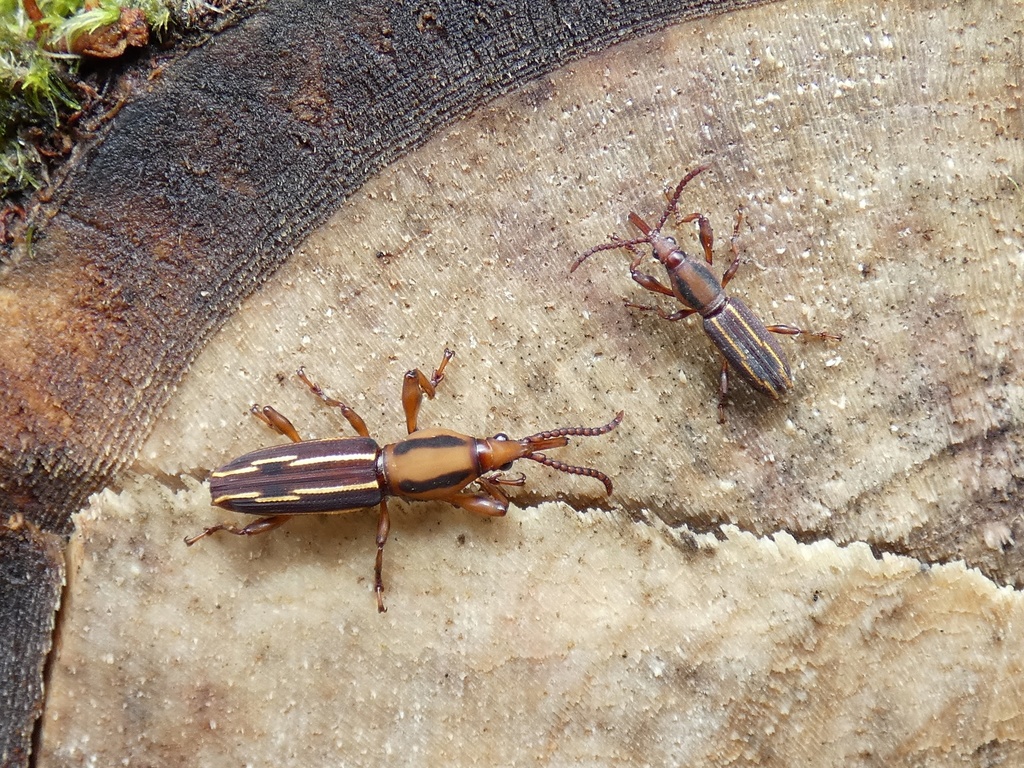 Estenorhinus flavolineatus
