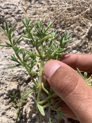 Nitrophila occidentalis