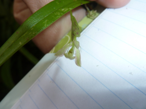 Epidendrum adnatum Ames & C.Schweinf.
